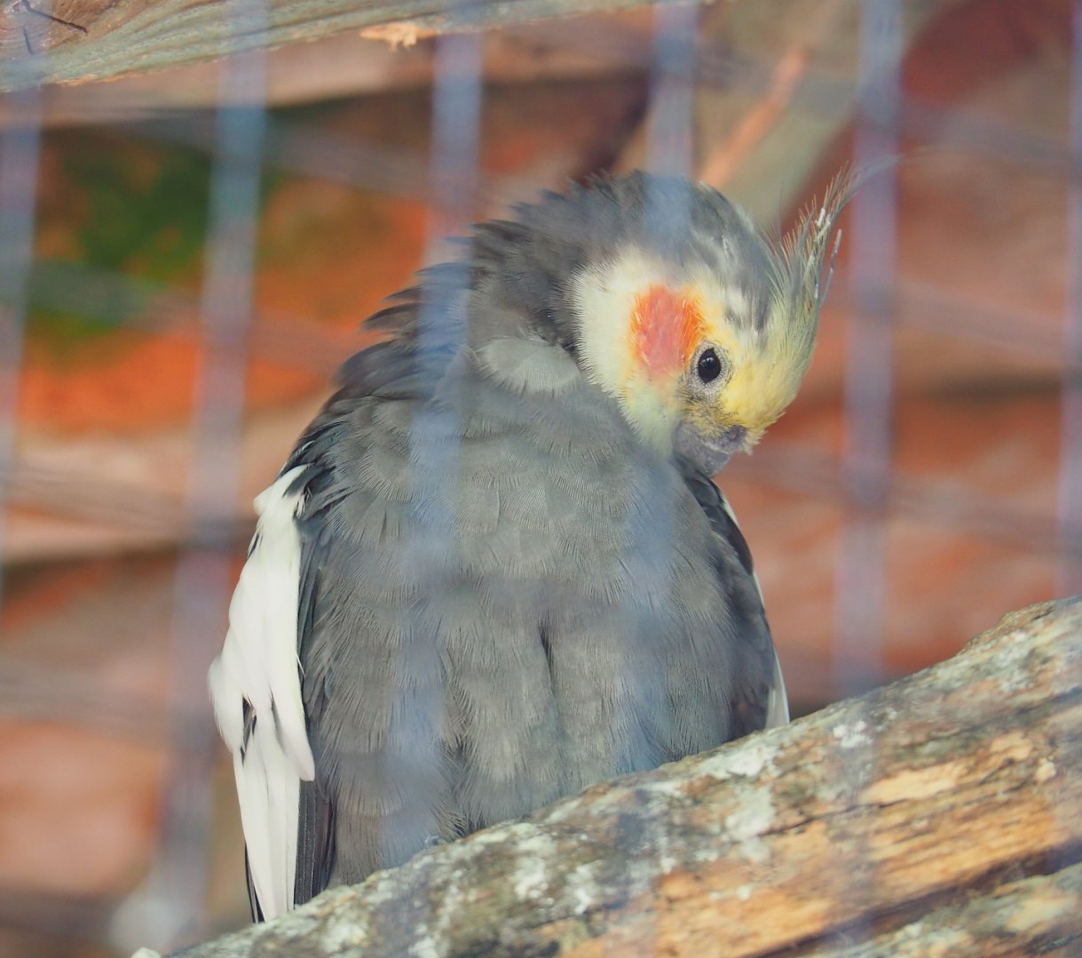 Cockatiel (Nymphicus hollandicus), 2019-08-04