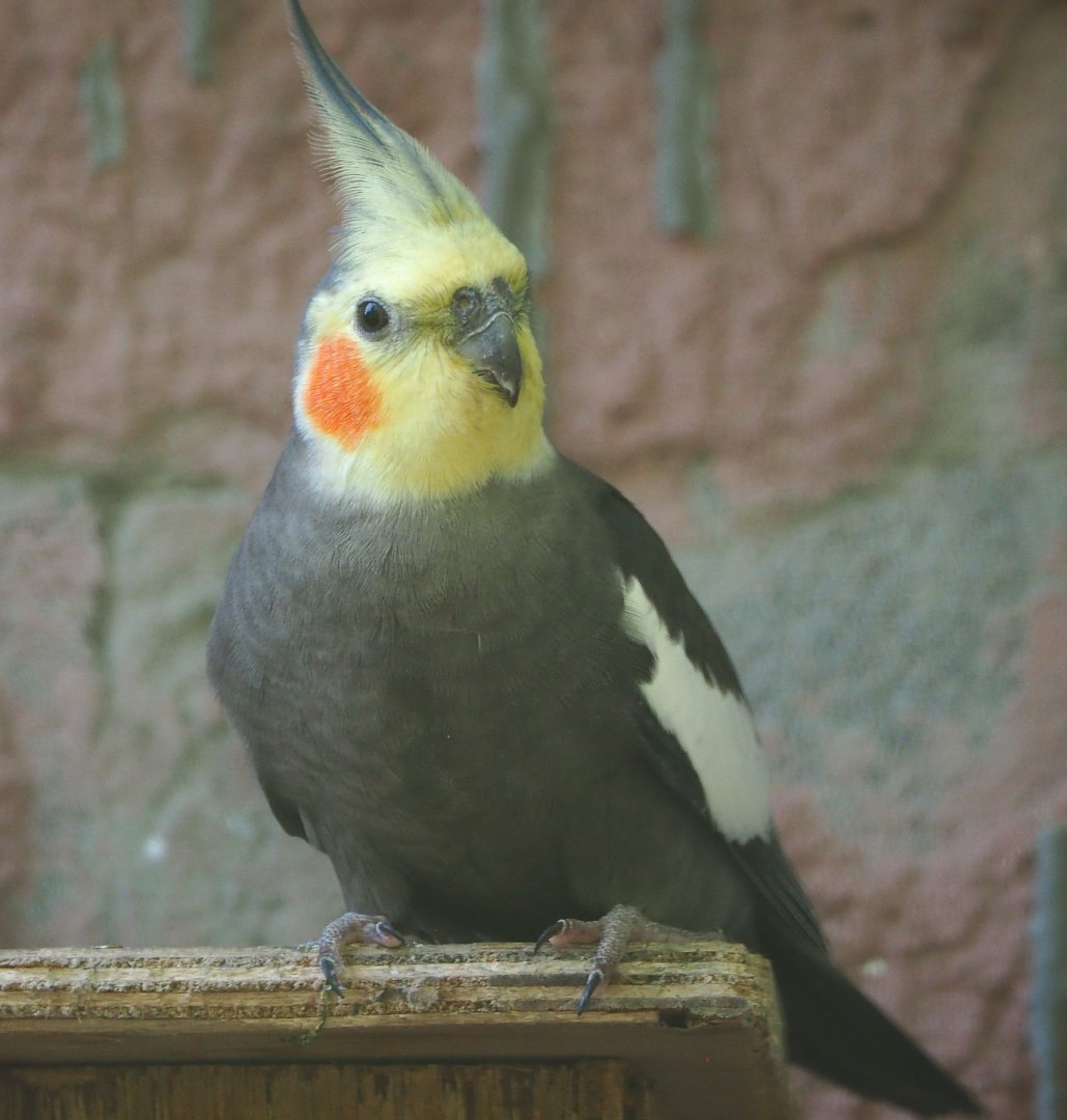 Cockatiel (Nymphicus hollandicus), 2021-06-15