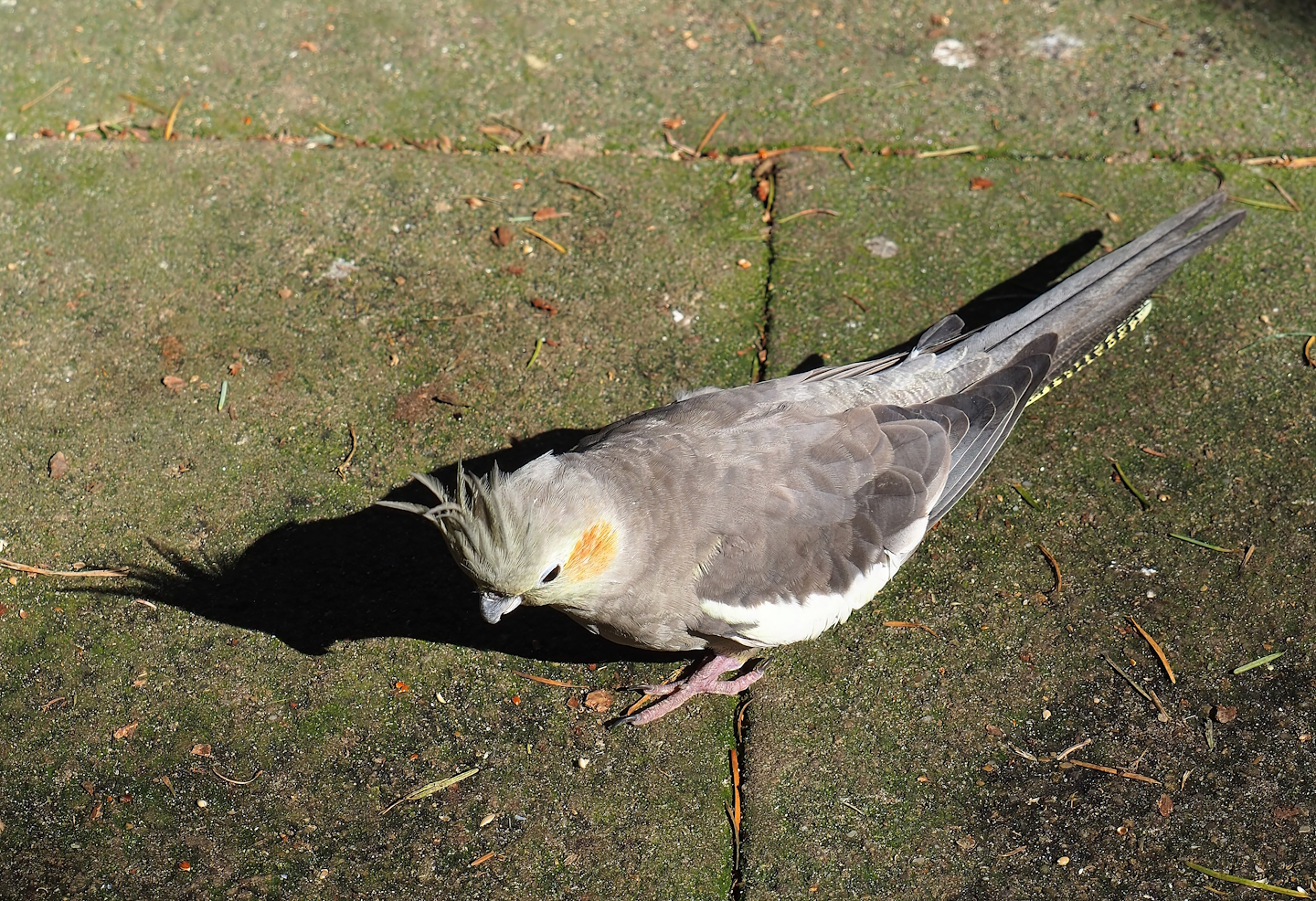 Cockatiel (Nymphicus hollandicus), 2023-09-24