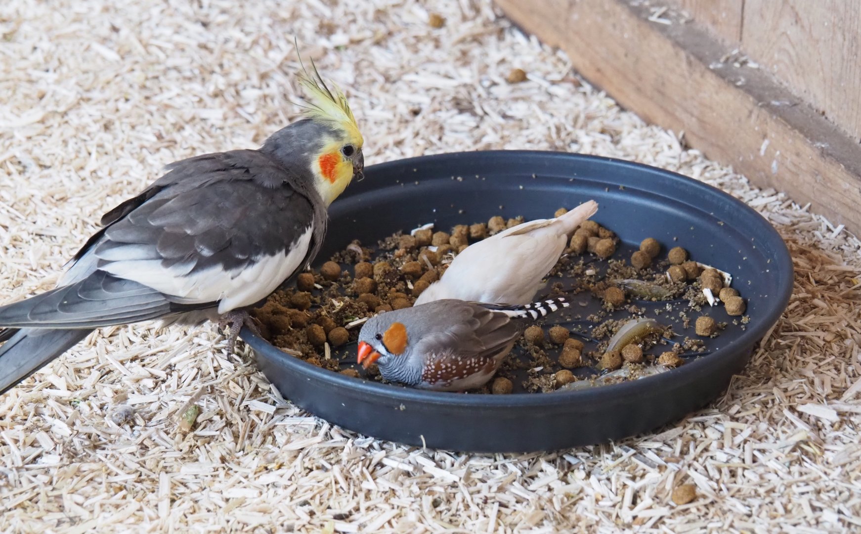 Cockatiel (Nymphicus hollandicus) and Zebra finches (Taeniopygia guttata), 2019-03-30