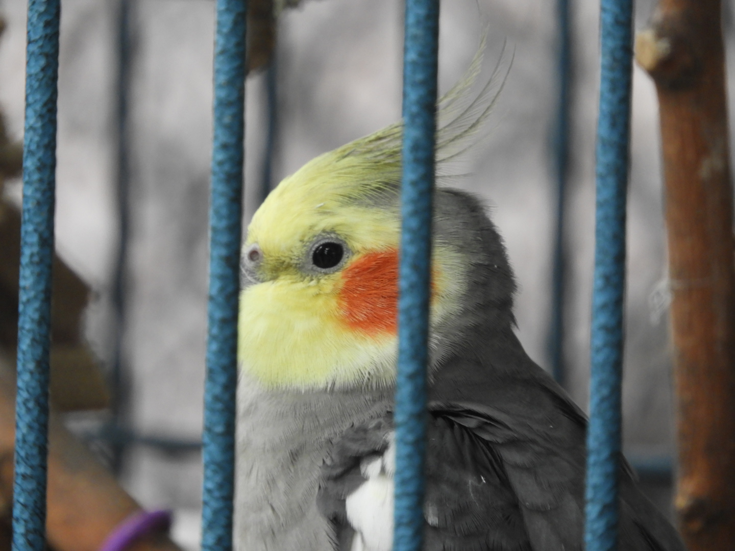 Cockatiel (Nymphicus hollandicus)