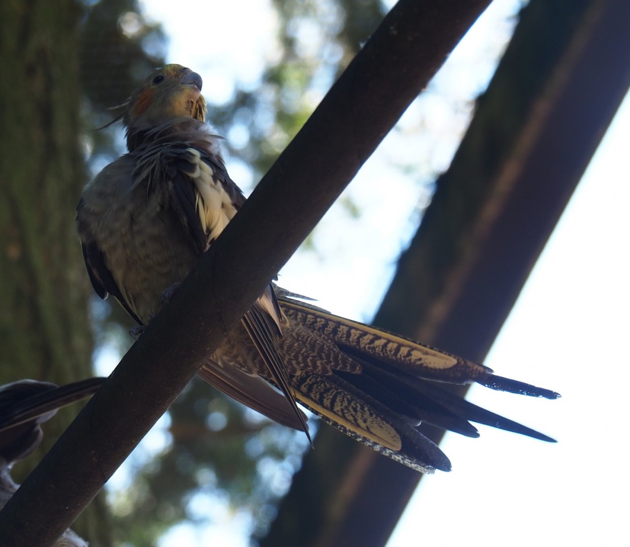 Cockatiel (Nymphicus hollandicus)