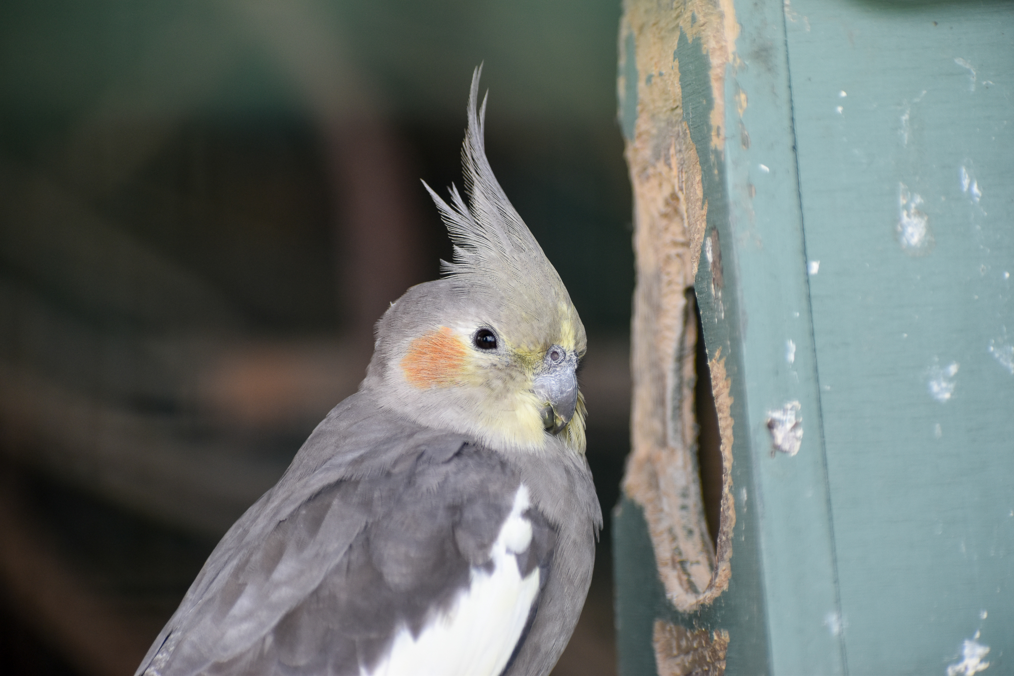 Cockatiel (Nymphicus hollandicus)