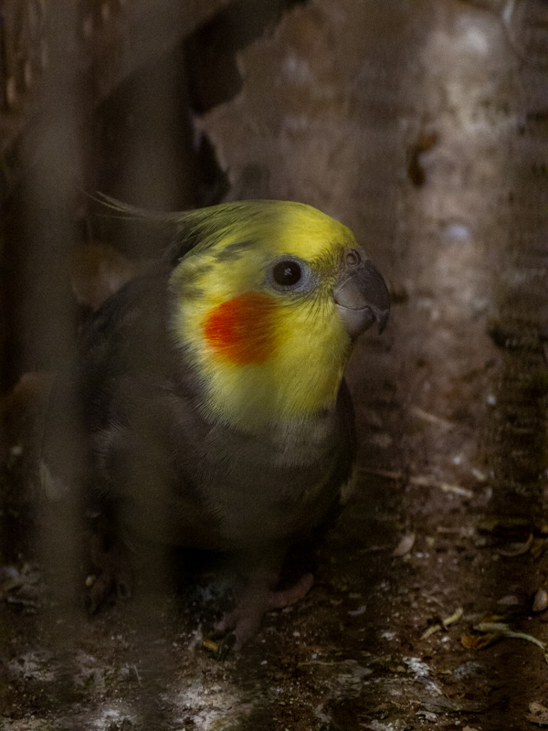 Cockatiel (Nymphicus hollandicus)