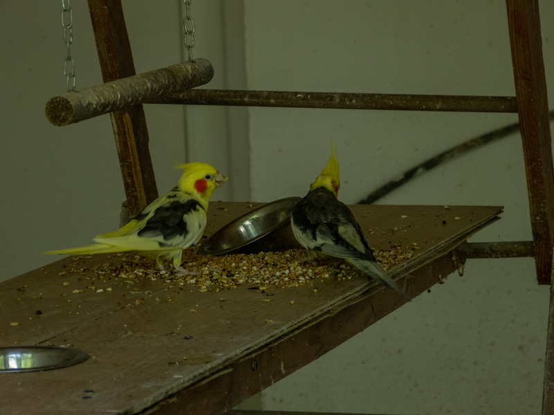 Cockatiel (Nymphicus hollandicus)