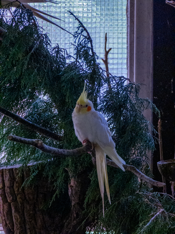 Cockatiel (Nymphicus hollandicus)