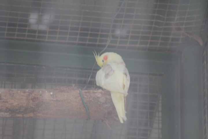 Cockatiel (Nymphicus hollandicus)