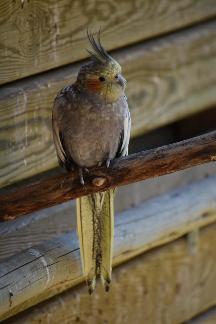 Cockatiel (Nymphicus hollandicus)