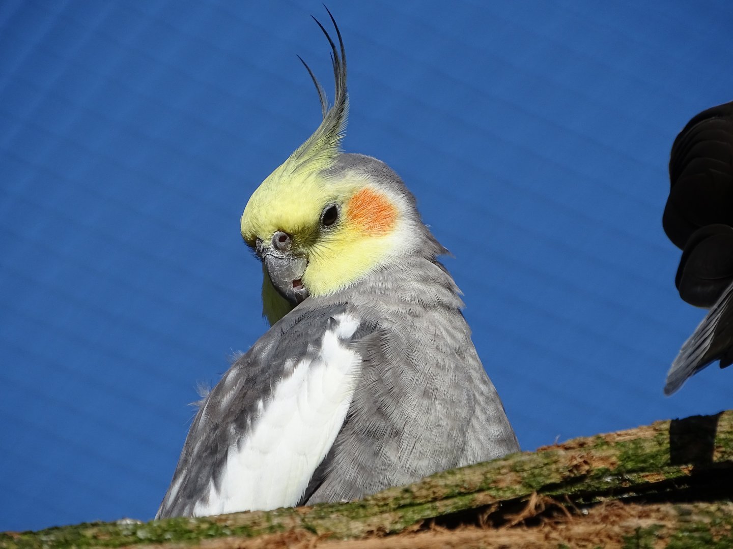 Cockatiel (Nymphicus hollandicus)
