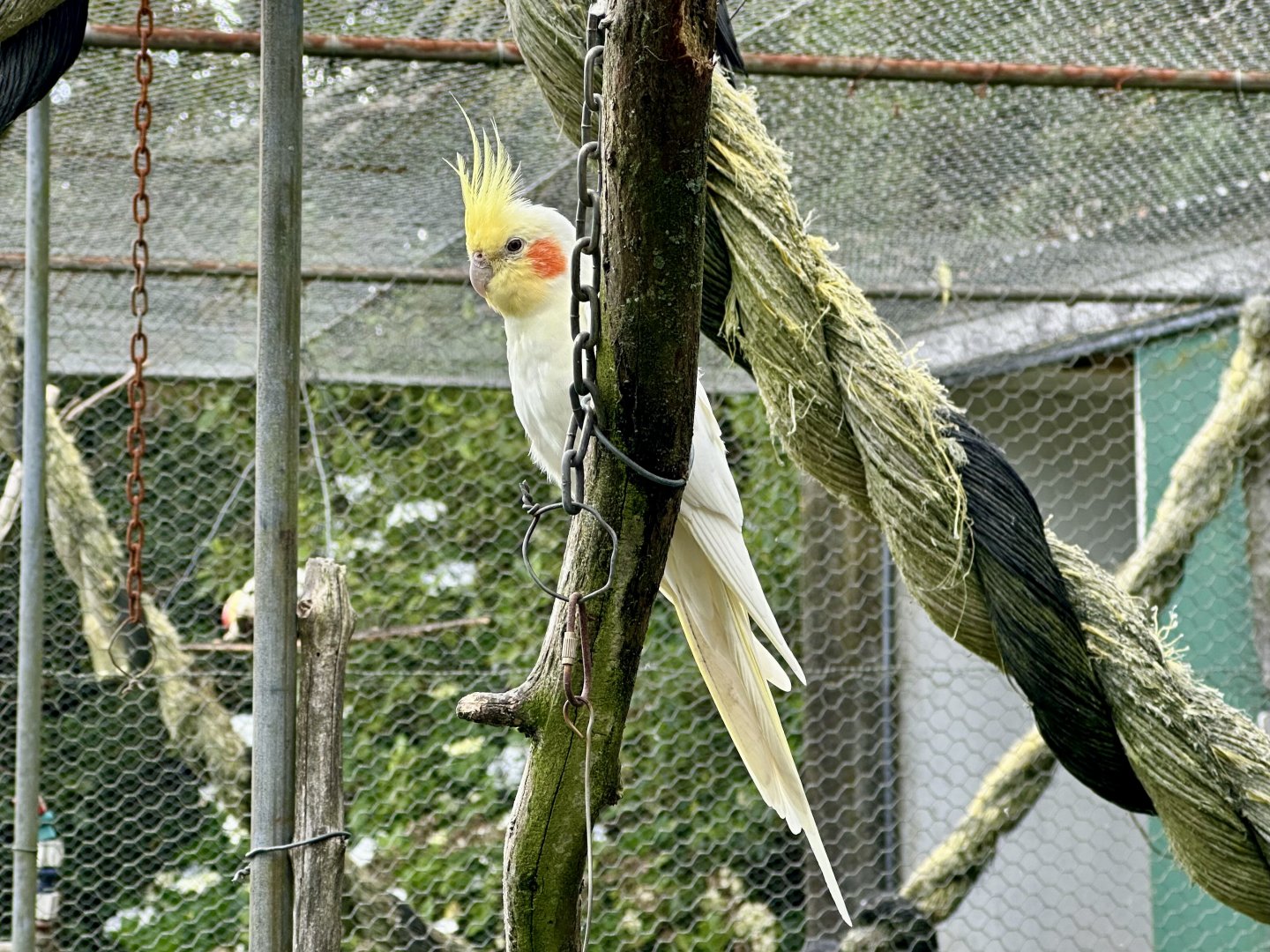 Cockatiel (Nymphicus hollandicus)