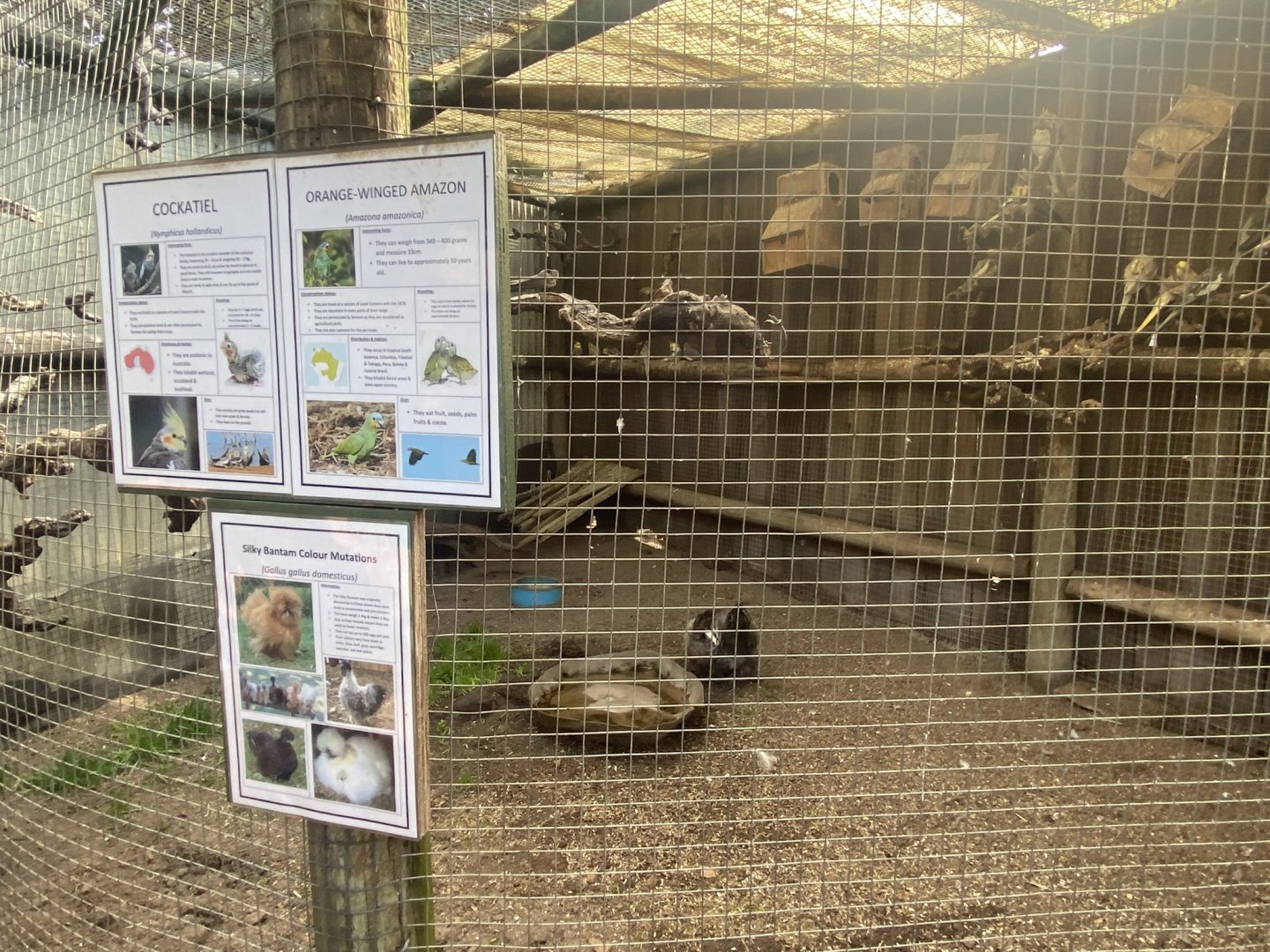 Cockatiel/Orange-Winged Amazon/Domestic Chicken Exhibit