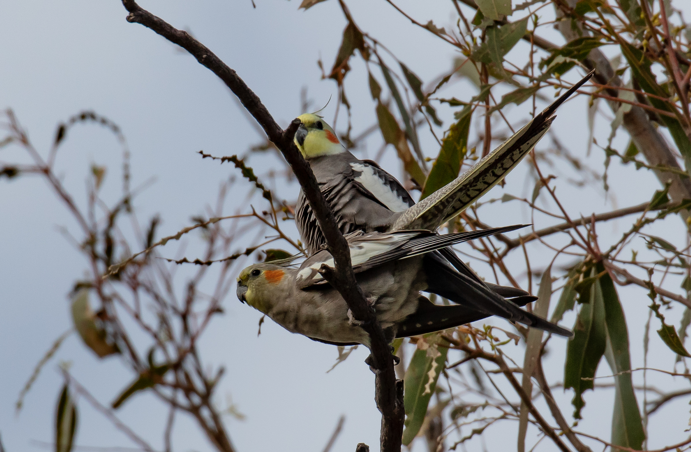 Cockatiel pair