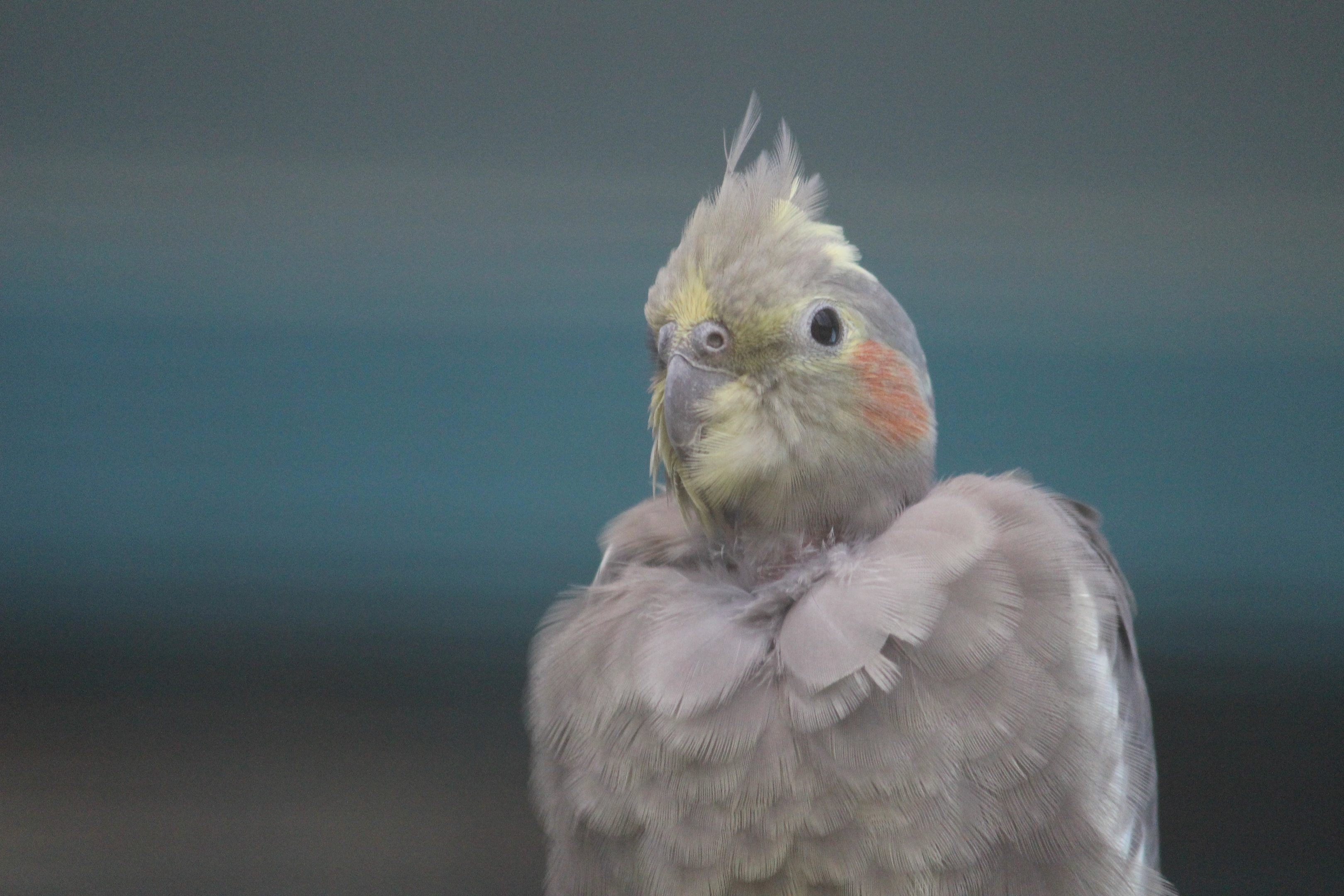 Cockatiel, Riddiford Garden Aviary