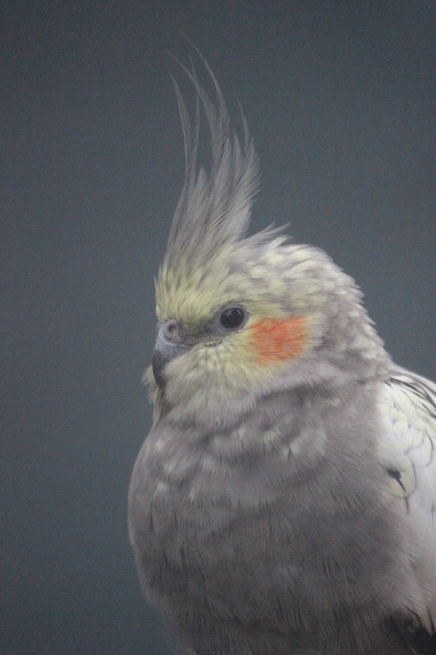 Cockatiel, Riddiford Garden Aviary