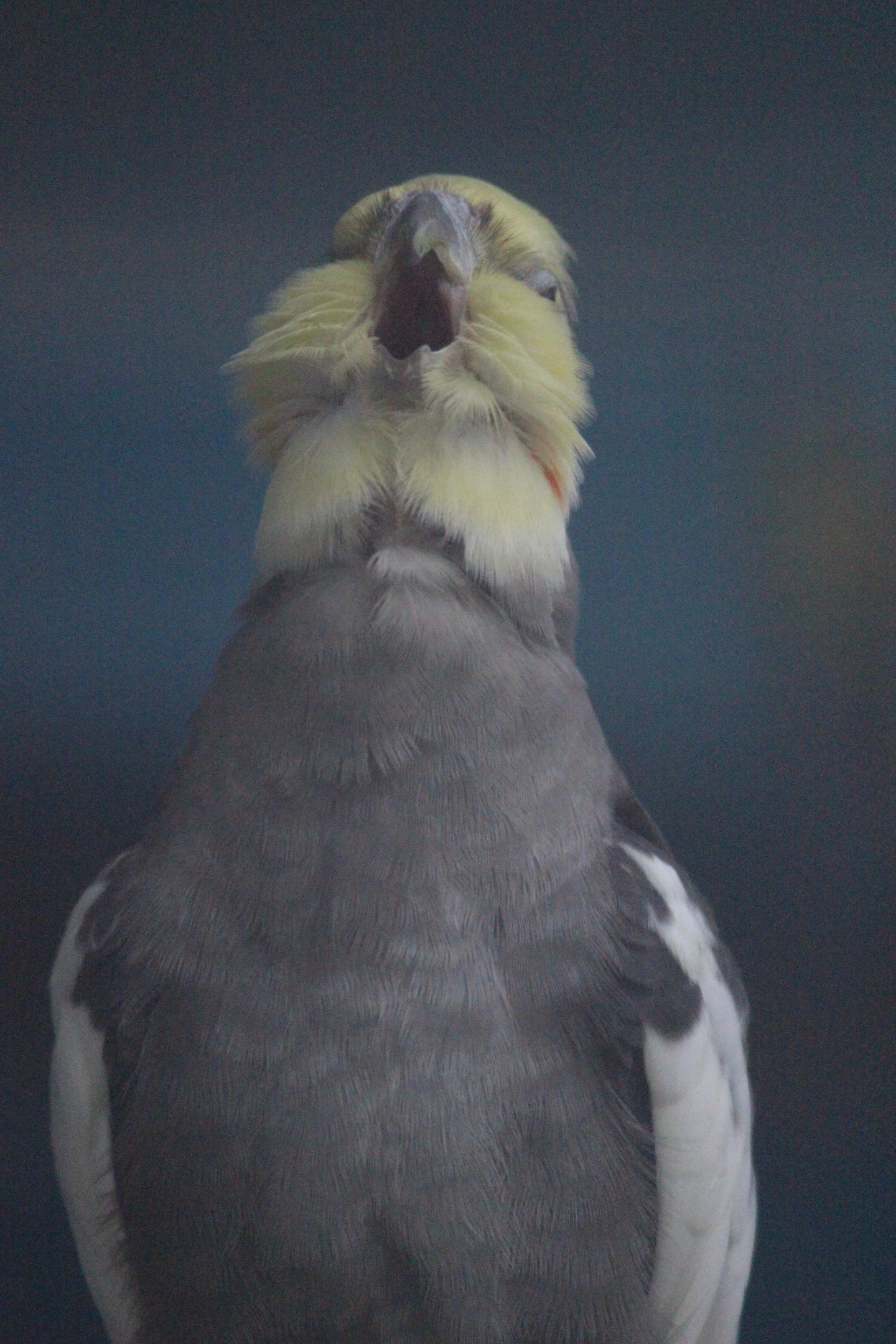 Cockatiel, Riddiford Garden Aviary