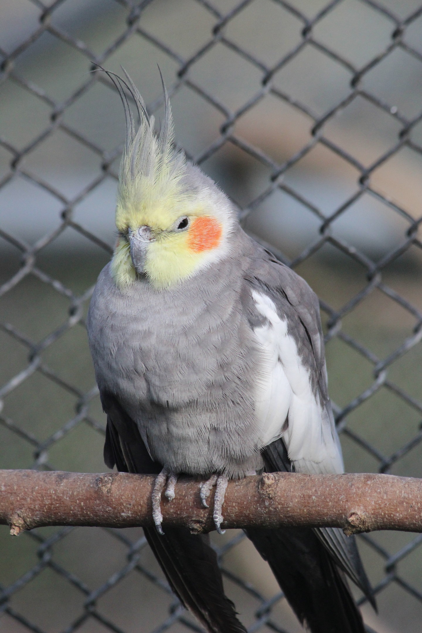 Cockatiel, Virginia Lake Aviary
