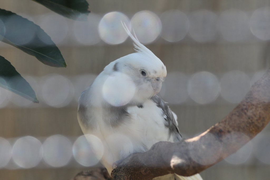 Cockatiel (white-face)