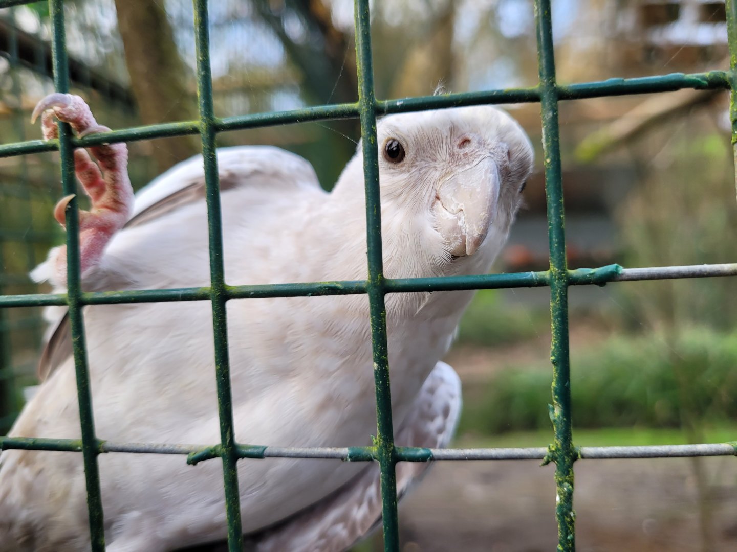 Cockatiel -Zoo de Santillana del Mar (2023)