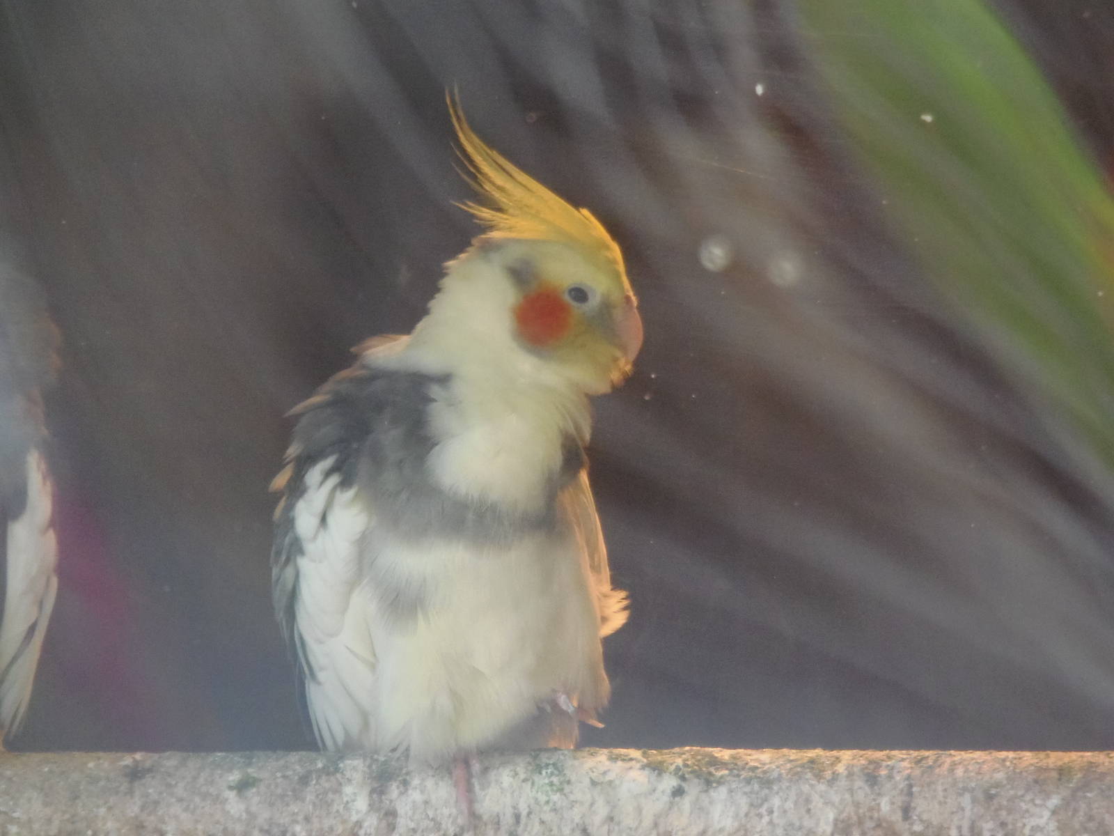 Cockatiel?