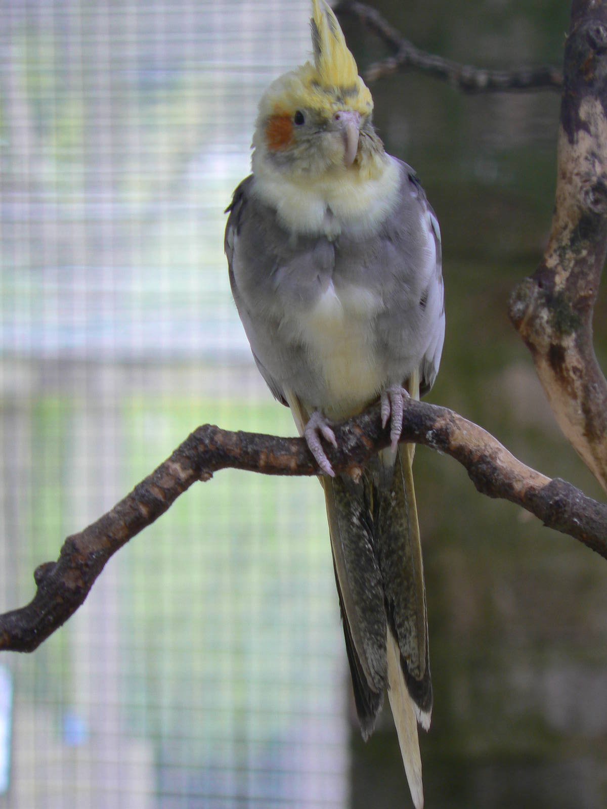 Cockatiel