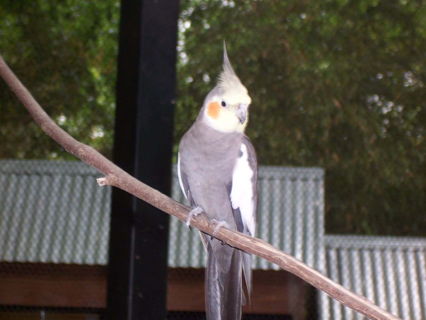 Cockatiel