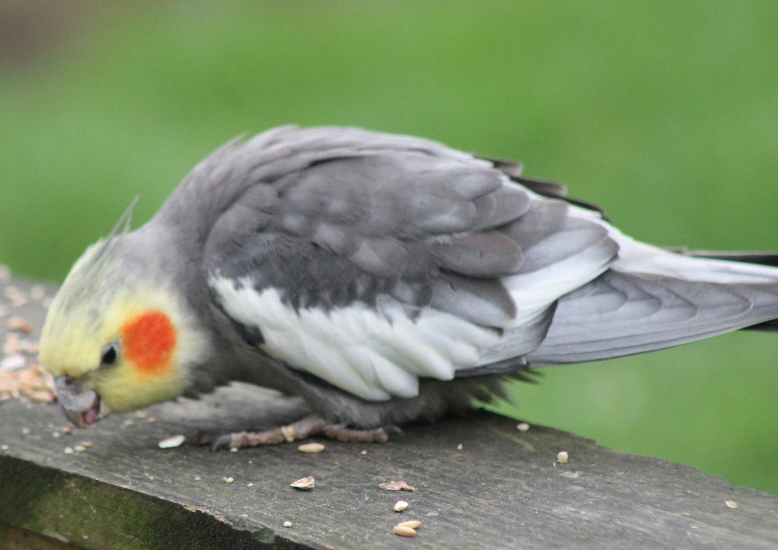 Cockatiel