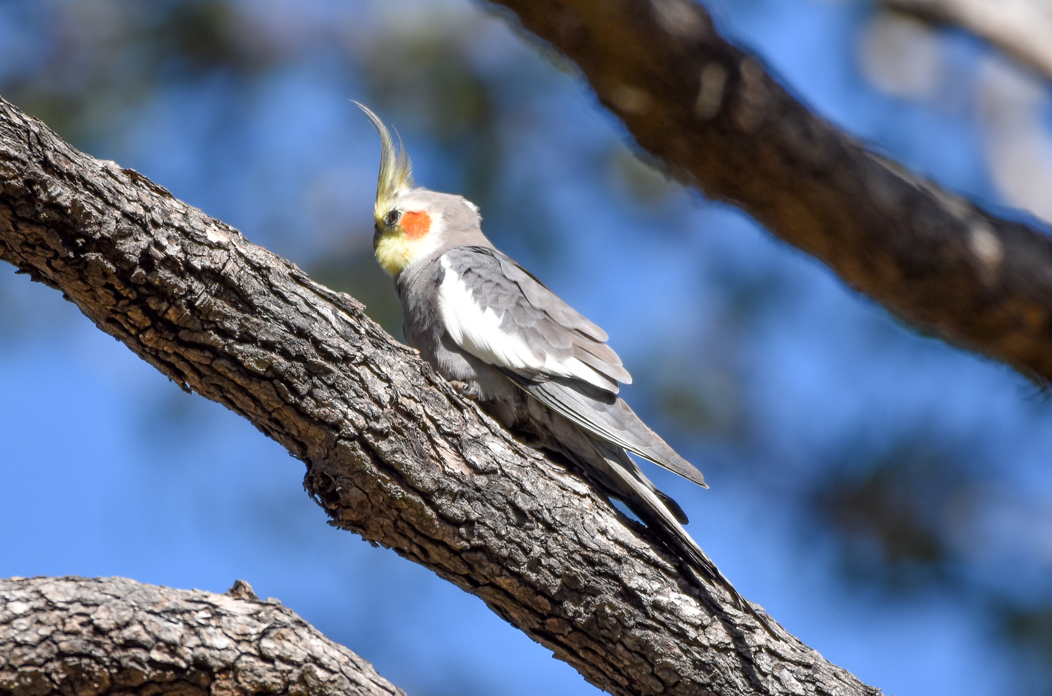 Cockatiel