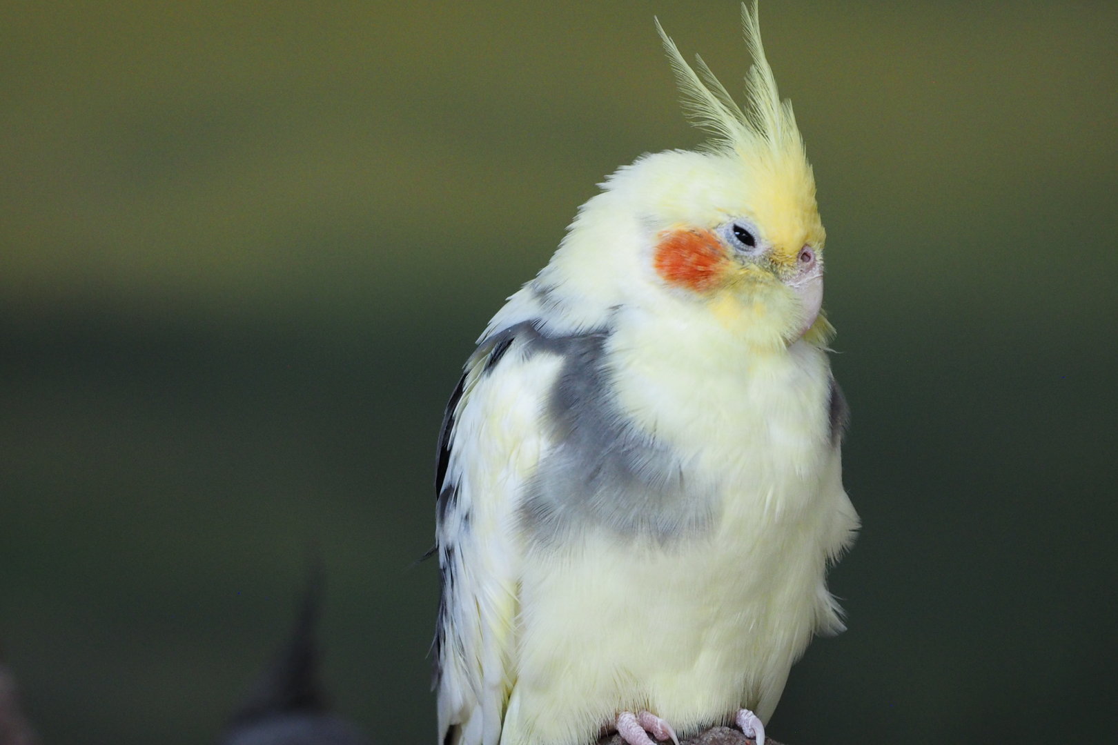 Cockatiel