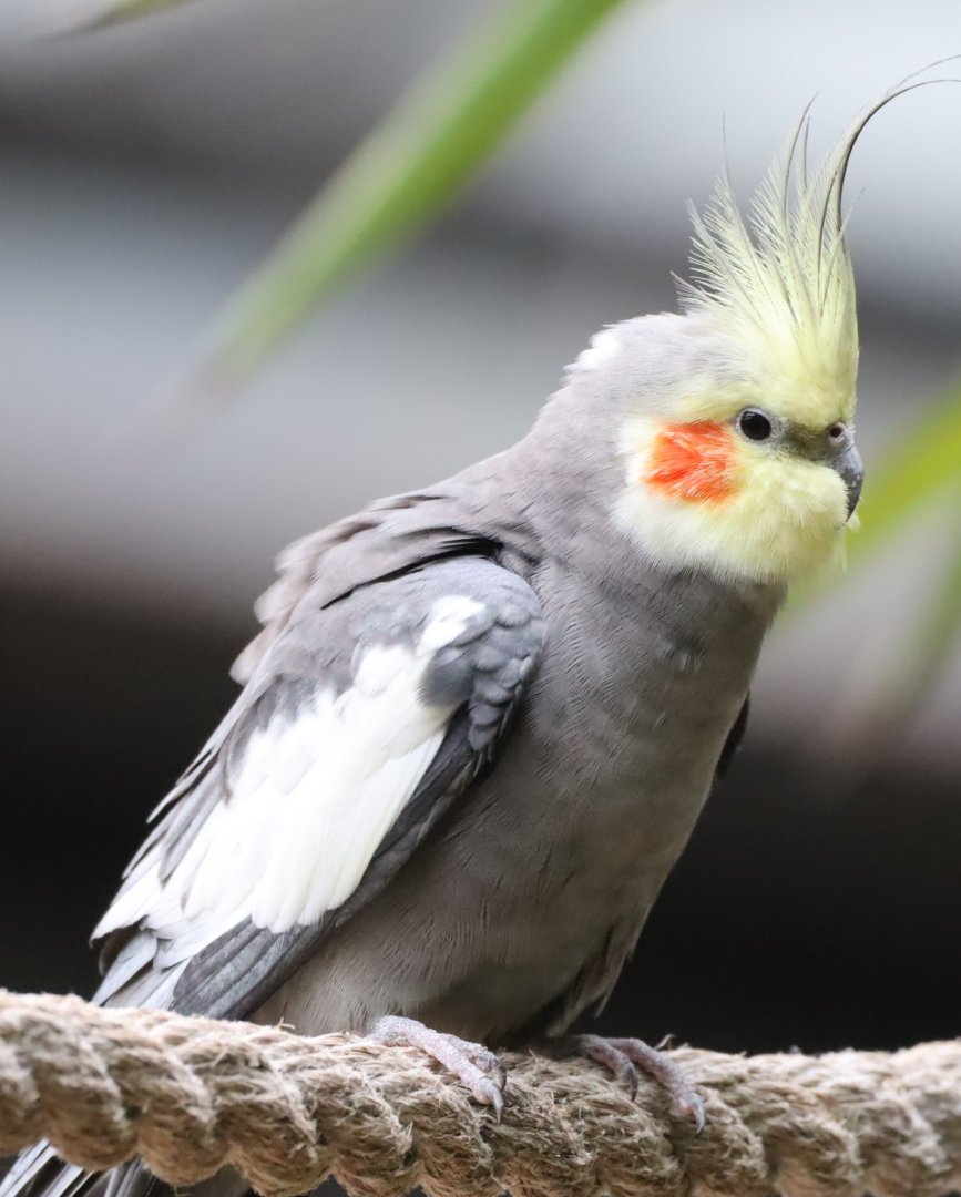 Cockatiel
