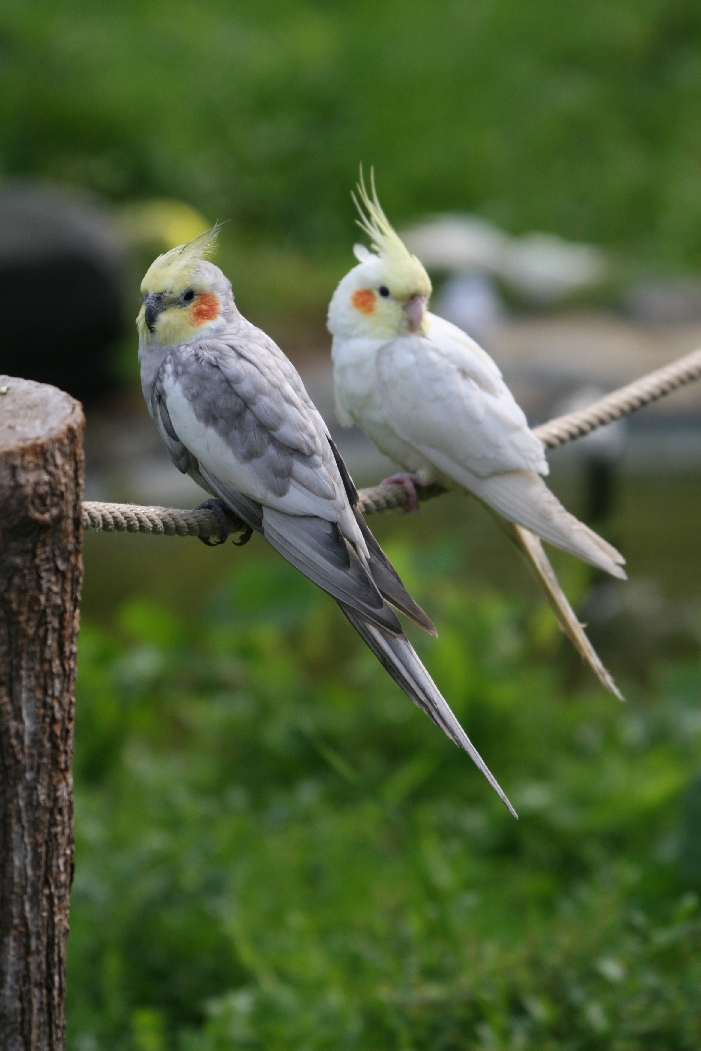 Cockatiels #1