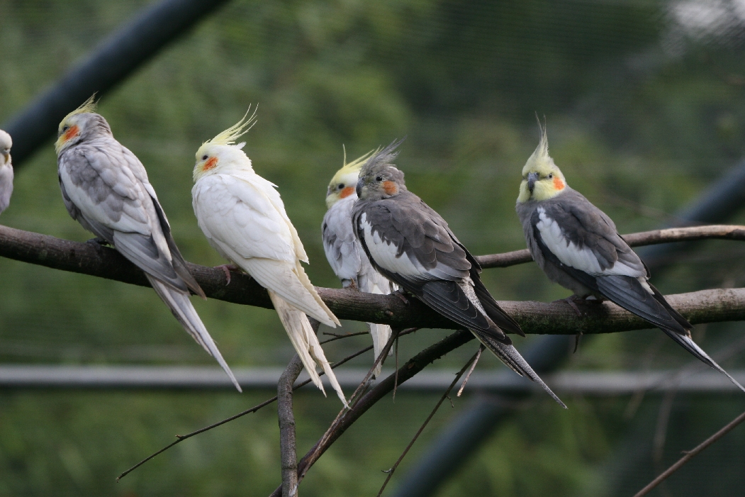Cockatiels #2