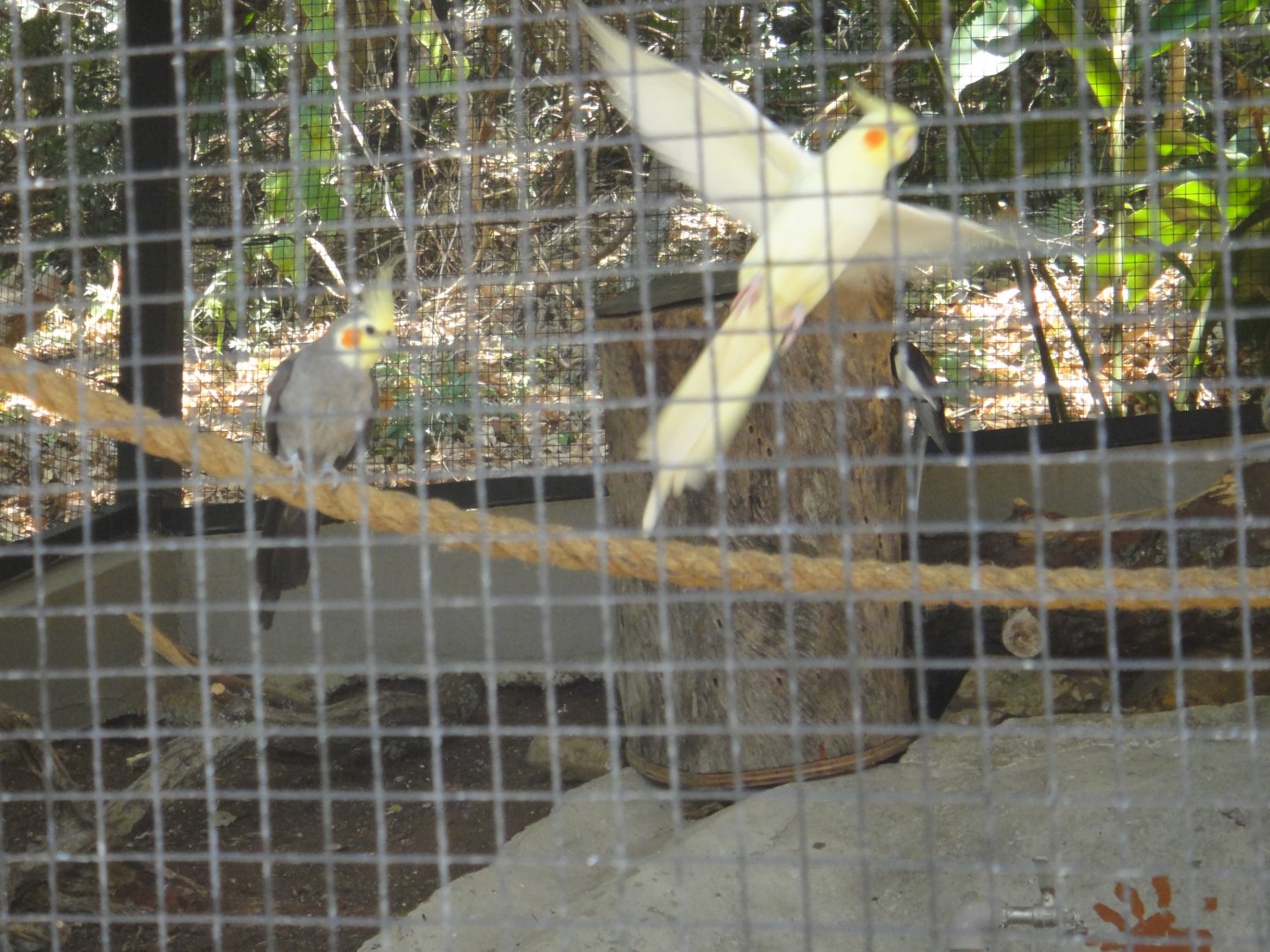 Cockatiels (2011)