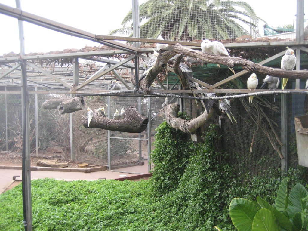 Cockatiels and Budgies