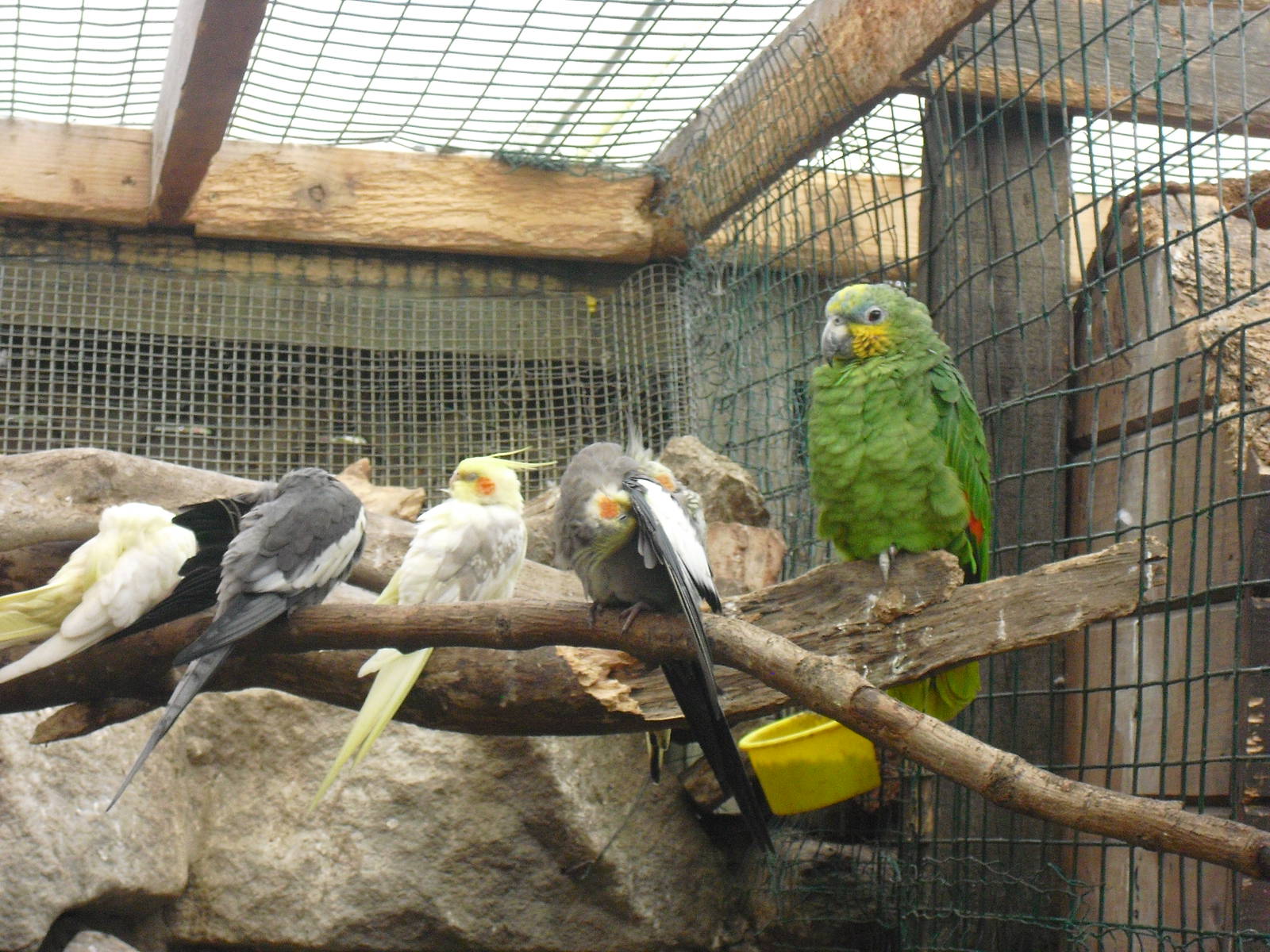 Cockatiels and Orange-winged Amazon - 16/10/2011