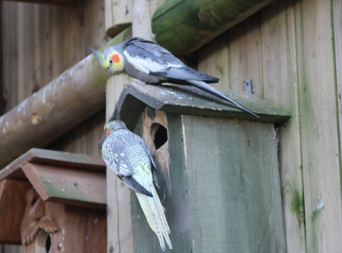 Cockatiels at the nest-box