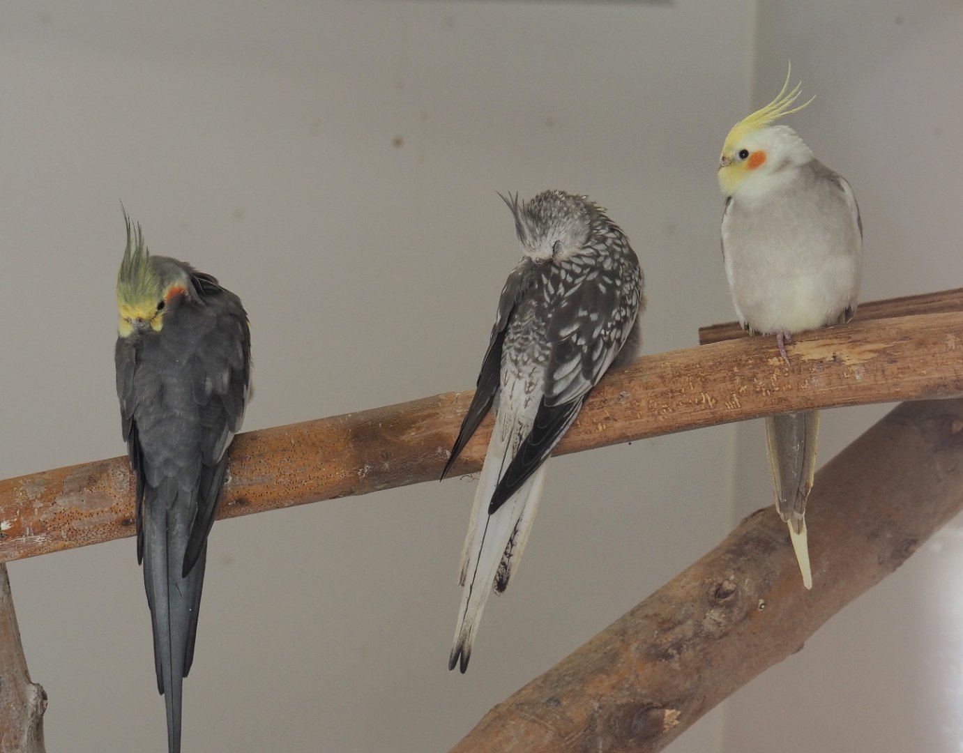 Cockatiels in three different colors (Nymphicus hollandicus), 2020-09-12