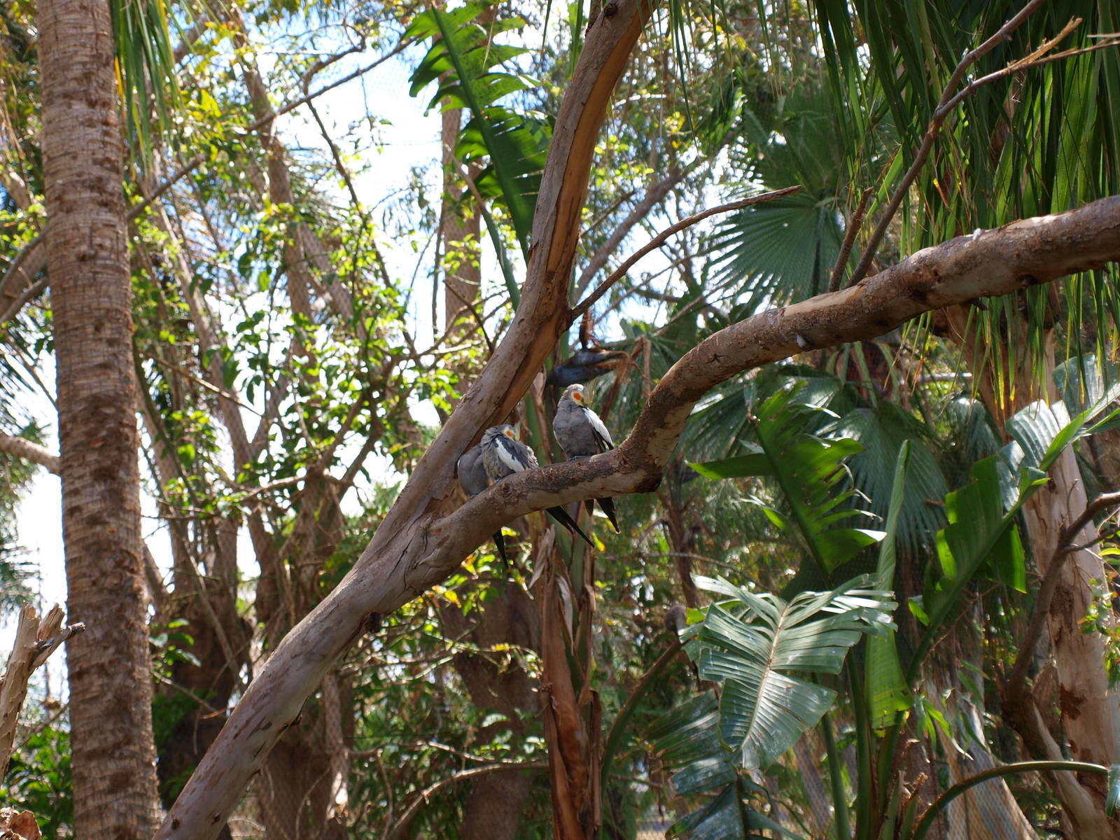 Cockatiels - Katandra Treetops