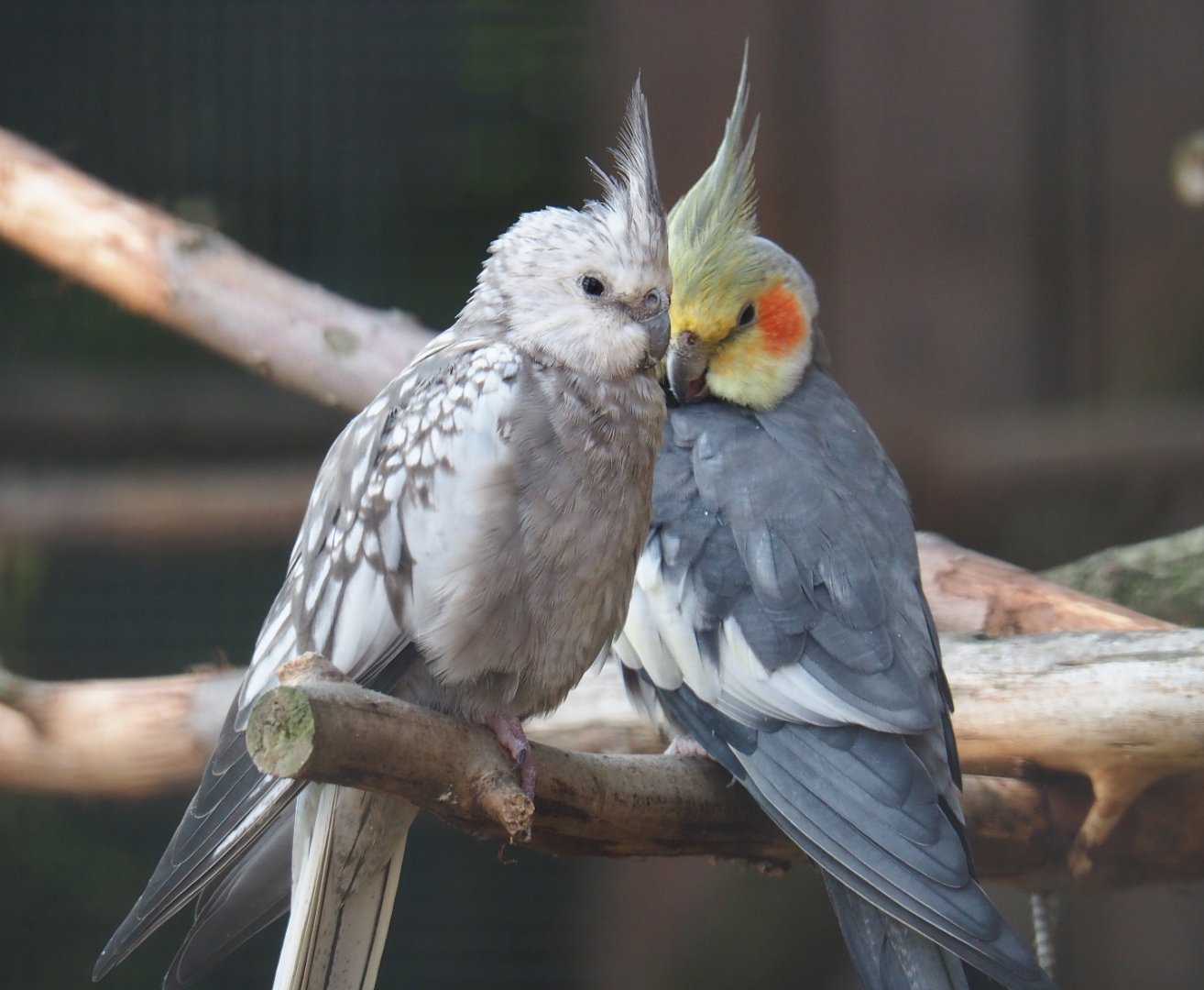 Cockatiels (Nymphicus hollandicus), 2020-09-12