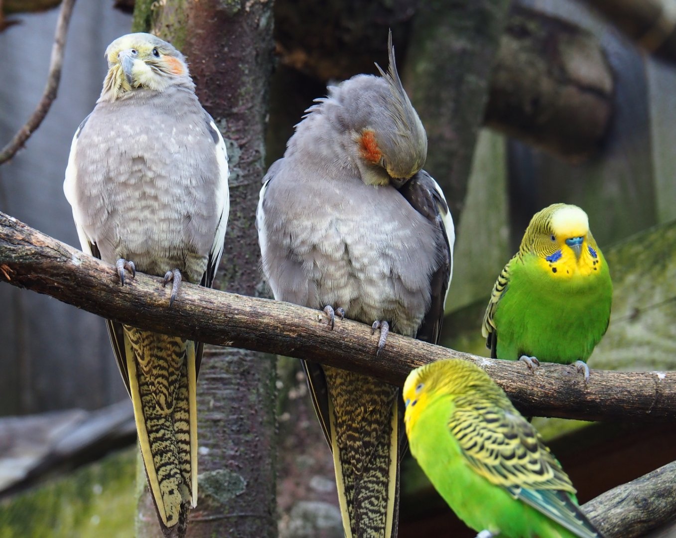 Cockatiels (Nymphicus hollandicus) and Budgerigars (Melopsittacus undulatus), 2019-03-30