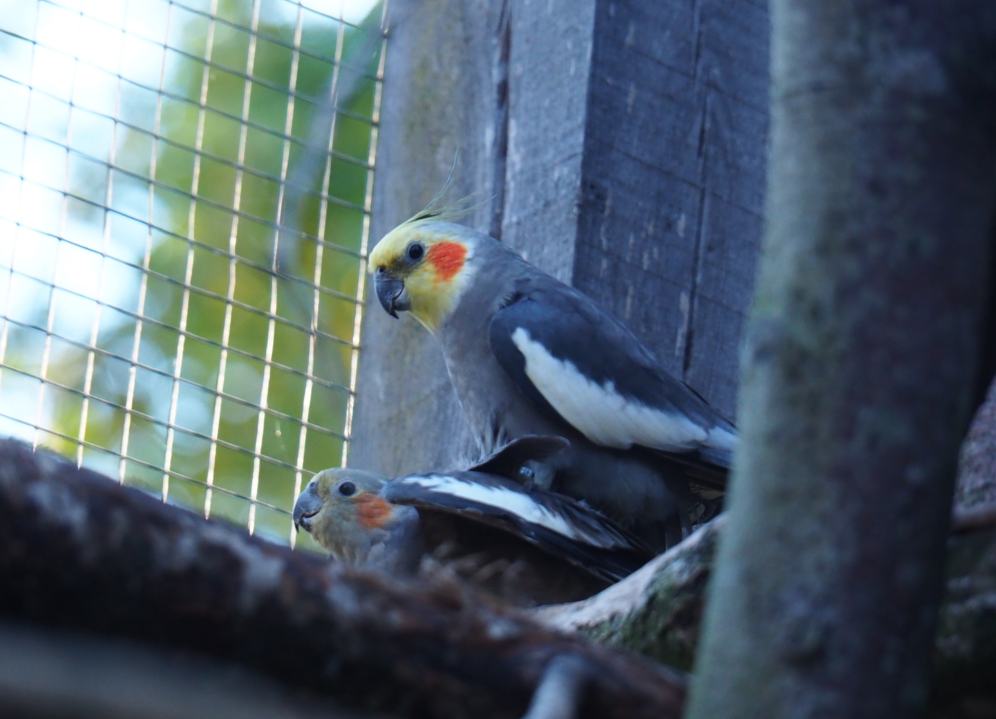Cockatiels (Nymphicus hollandicus), Oct 13th, 2018