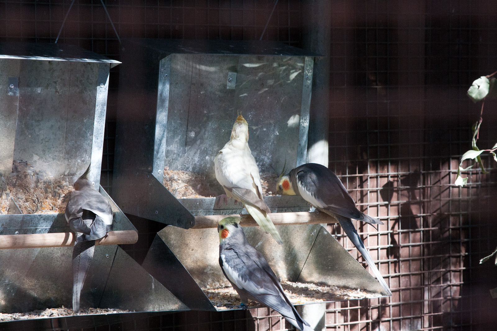 Cockatiels, Sept 2011