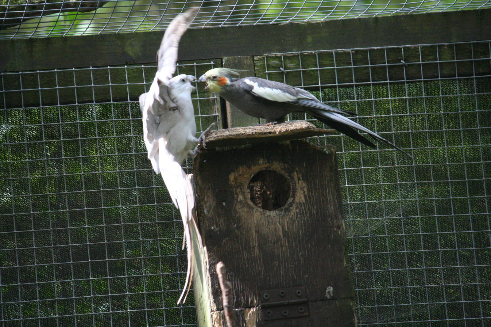 Cockatiels squabbling