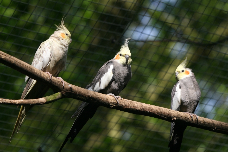 Cockatiels