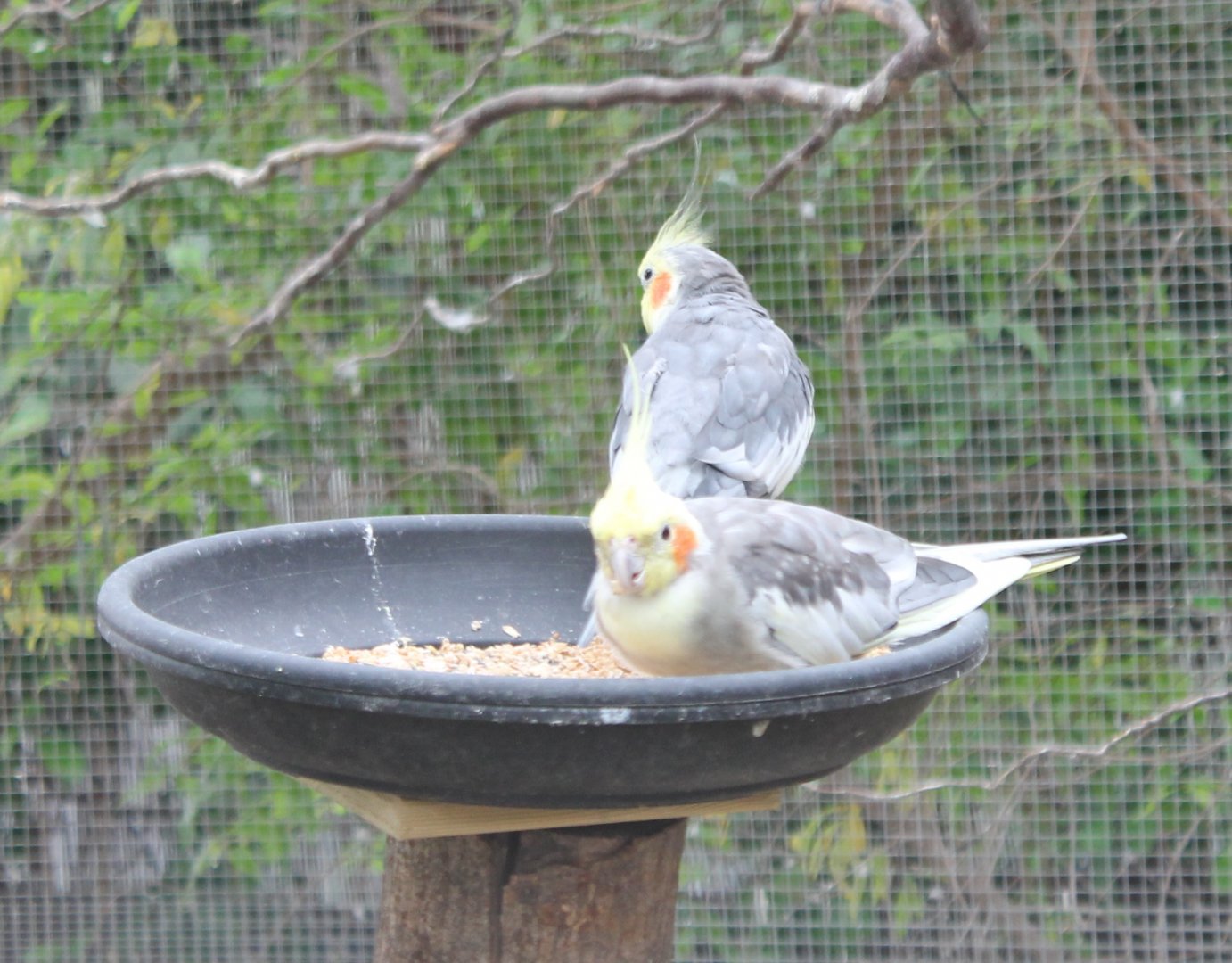 Cockatiels