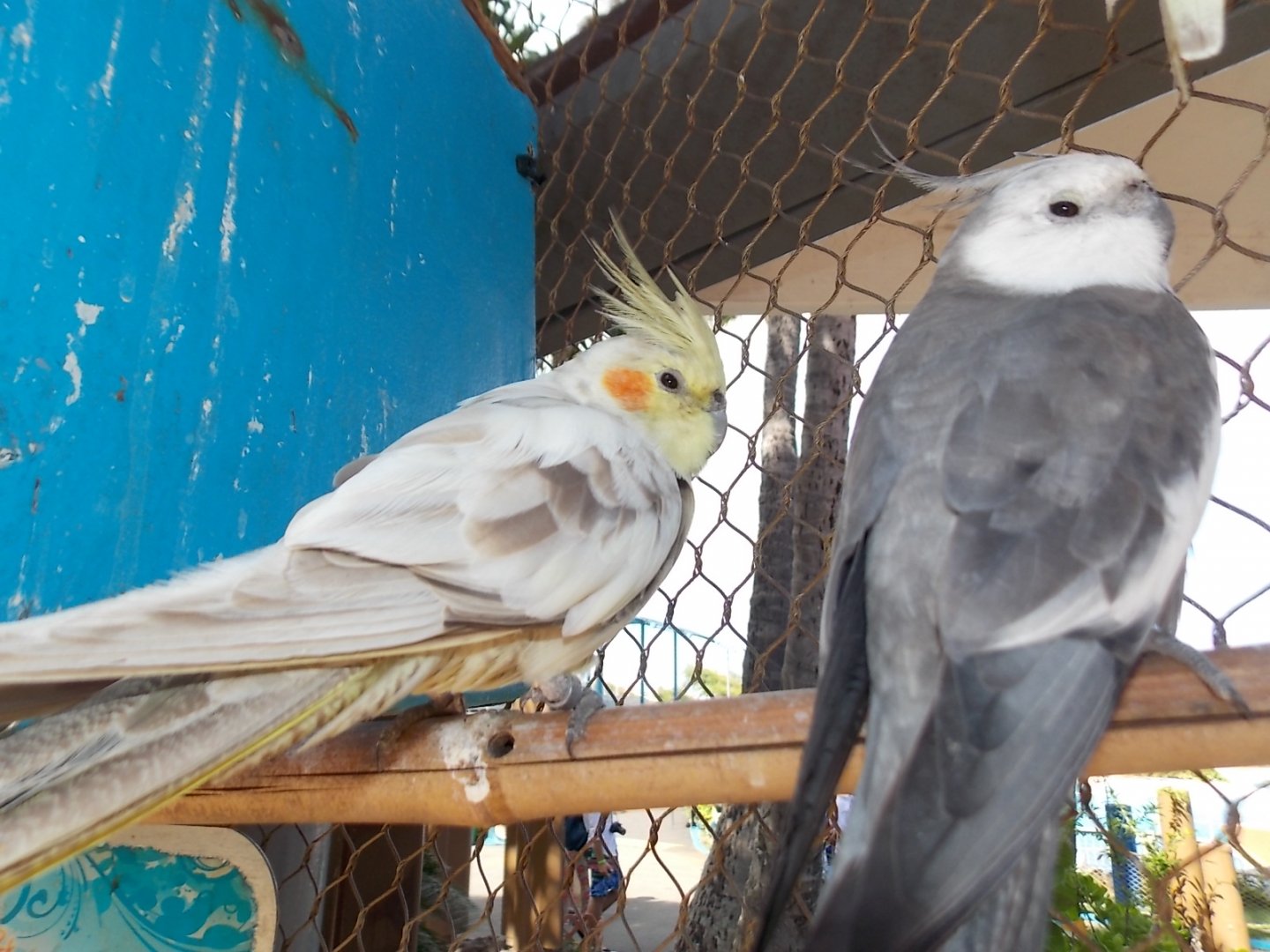 Cockatiels