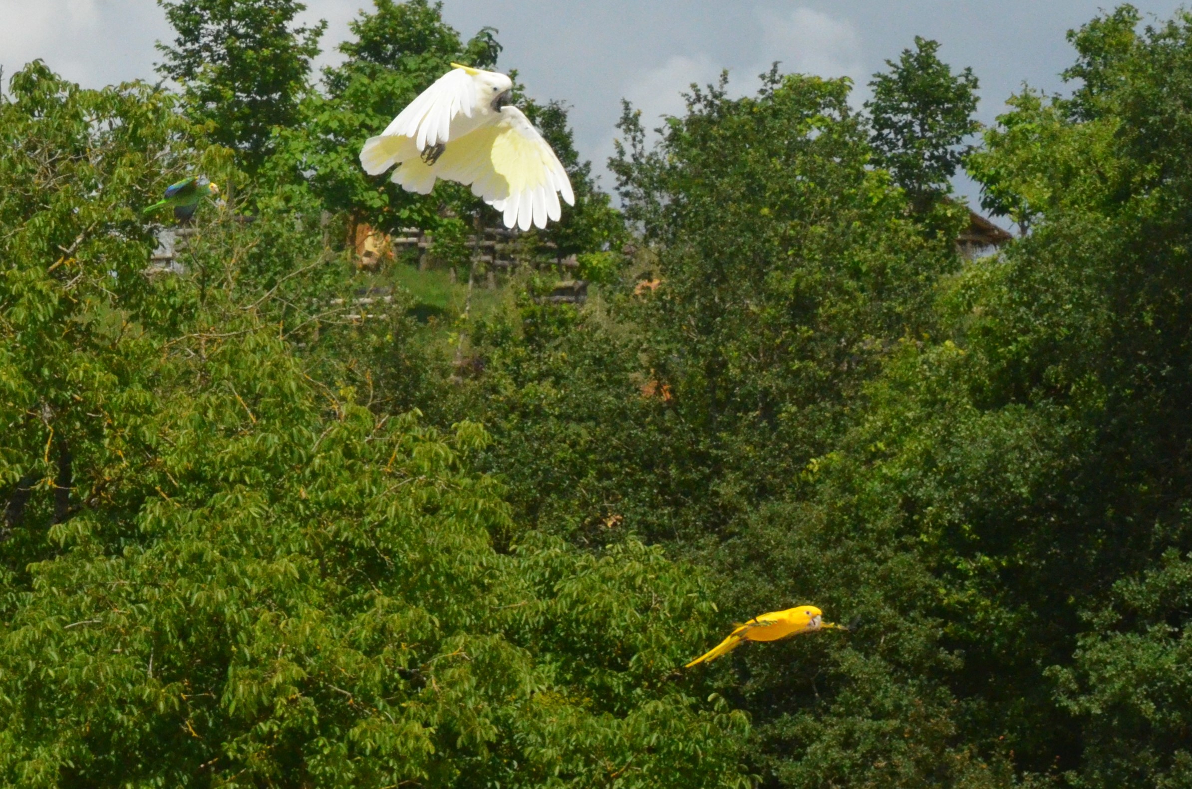 Cockatoo and Conure - Les Maîtres des Airs at Beauval, 12/06/18