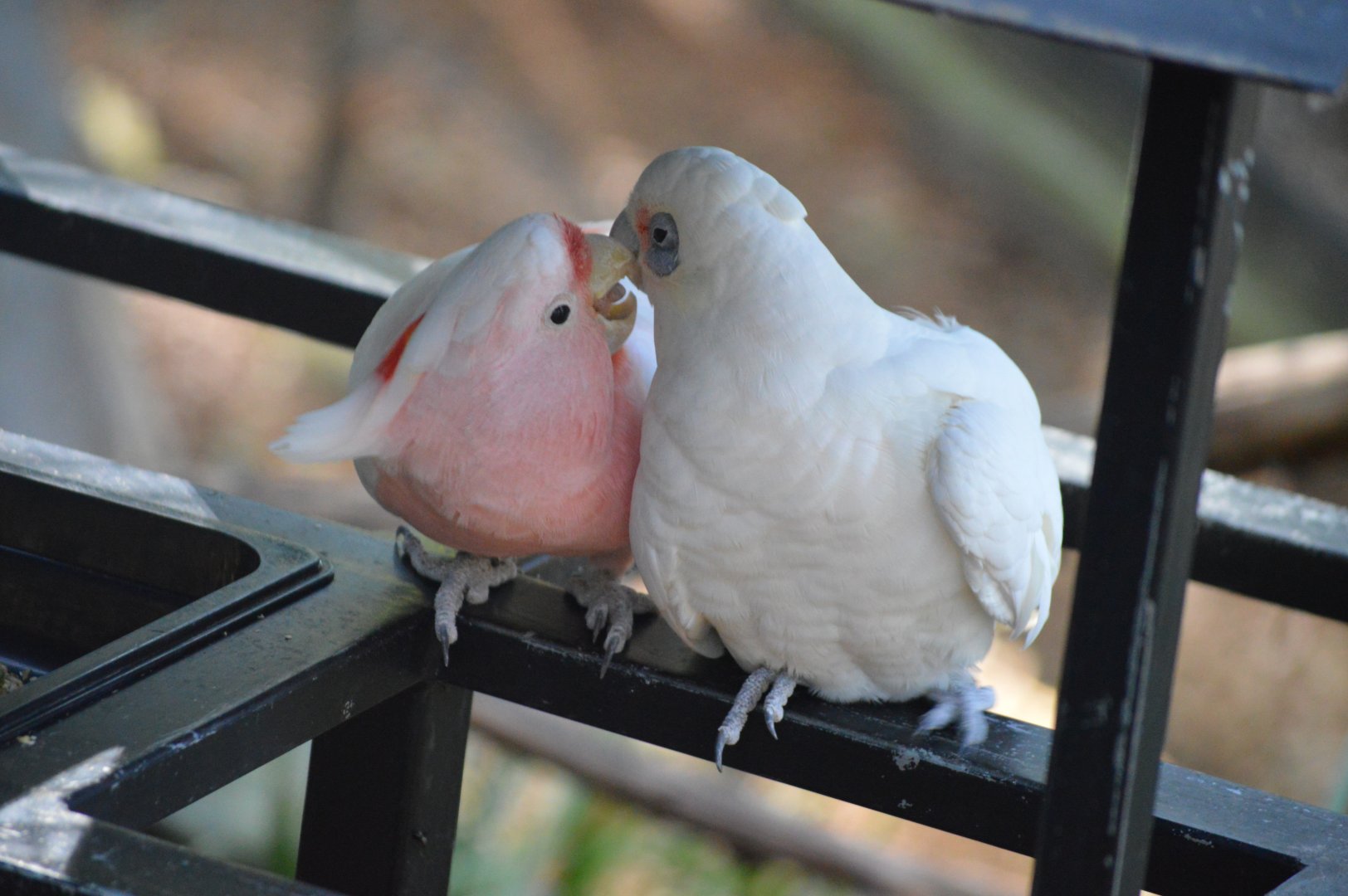 Cockatoo and Corella, 2018