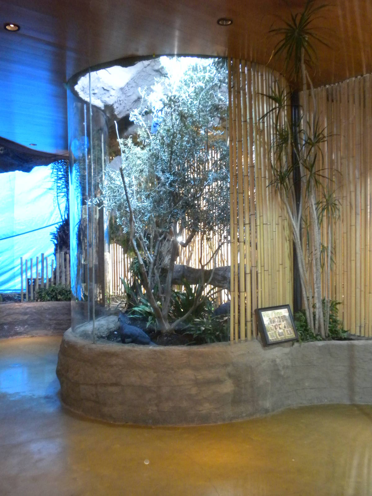 Cockatoo and Crowned Pigeon