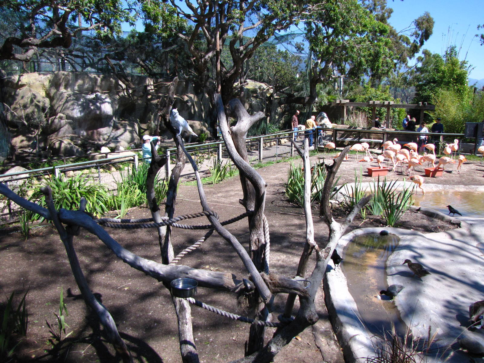 Cockatoo and Flamingo Habitats