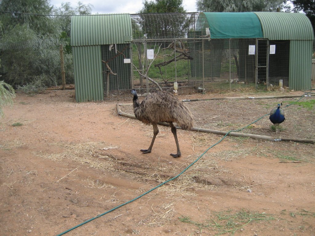 Cockatoo and Galah aviary